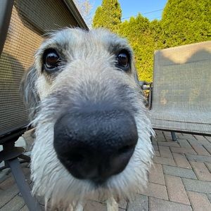 Meet your Posher, Jubilee